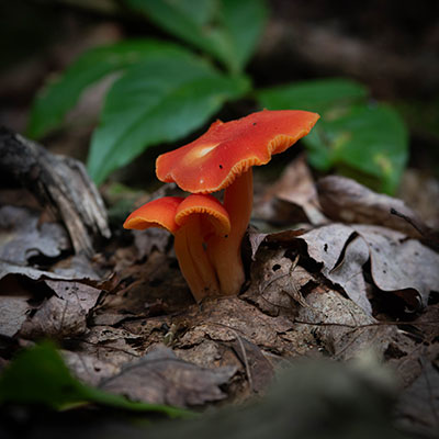 Waxcap Mushroom 1